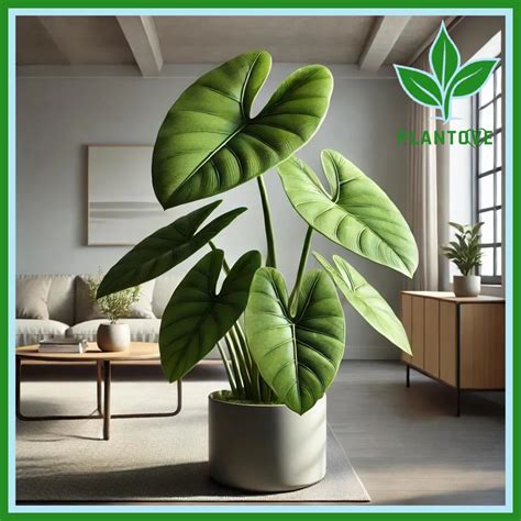 Elephant Ear Plant : The Complete Guide to Growing & Caring