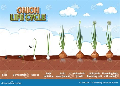 Onion Plant Growth Stages stock vector. Illustration of onion - 263000817
