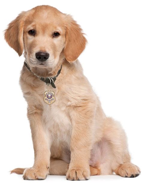 Pet Grooming At Home Chandigarh, Mohali | Cat, Dog Bath, Haircut, Spa