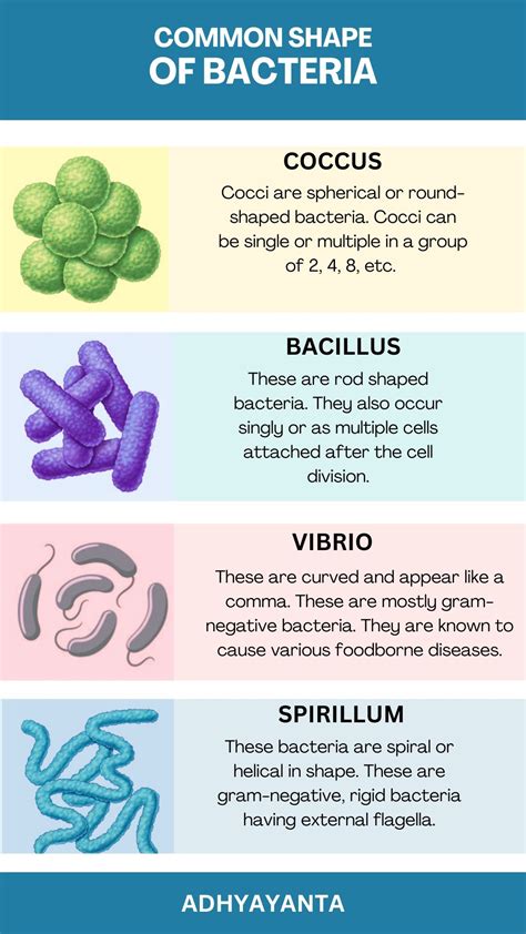 Bacteria Shape | Biology, Biology facts, Teaching biology