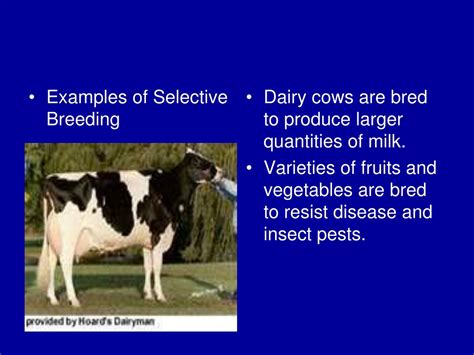 PPT - Selective Breeding in Genetics PowerPoint Presentation, free ...