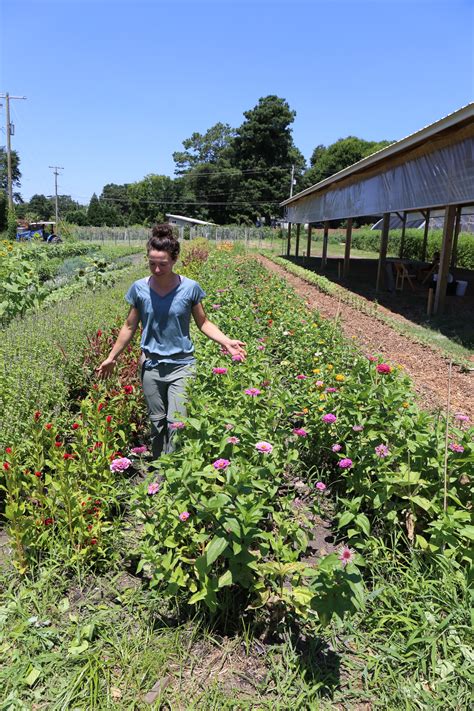 South Carolina Agriculture 的图像结果