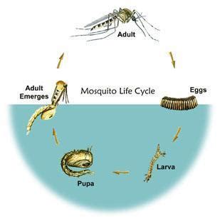 in which stage mosquito is most active and requires lot of food? a)egg ...