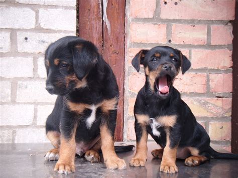 Edel Mischling Mix Jack Russel in schachdorf Ströbeck | Tiere ...