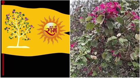 रीवा: त्रेता युग का रामायण कालीन राजवृक्ष कोविदार और उससे सुसज्जित ...