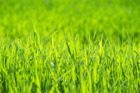 草地图片-嫩绿色的草地素材-高清图片-摄影照片-寻图免费打包下载