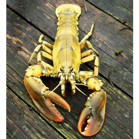 8 Rarest Lobster Colors in the World - Rarest.org