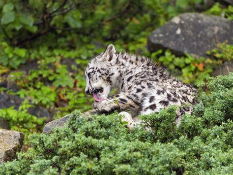 Download wallpaper 1400x1050 snow leopard, kitten, cub, wildlife ...