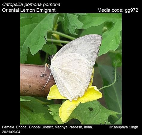 Catopsilia pomona | Butterfly