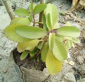 NEW DEBNATH NURSERY Patharkuchi Panfuti Patharchatta One Live Plant ...