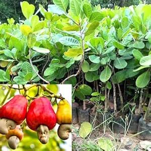 Live Cashew Nut Hybrid Tree | Kaju Plant in Grow Bag | For Commercial ...