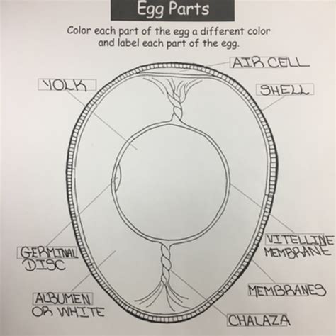 Parts Of An Egg Worksheet Parts An Egg | TPT