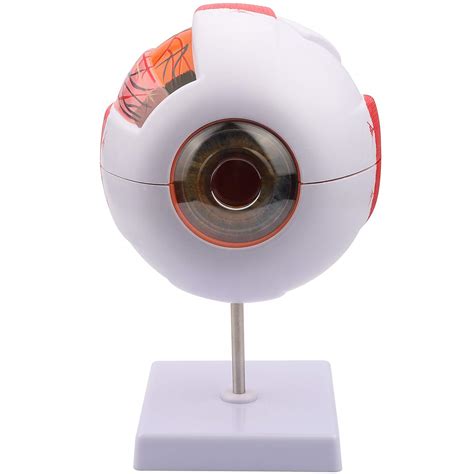 Buy Eye Model 6X d Human Eyeball Anatomy Model 7-Part for Science ...