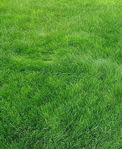 Lawn grass seeds special grade soft lawn grass 1000 + seeds packet ...