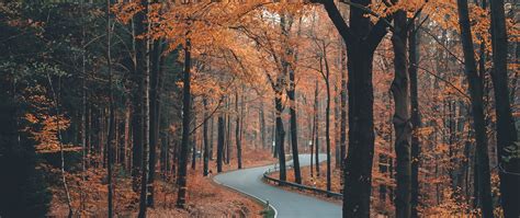 Download wallpaper 2560x1080 alley, road, trees, winding, autumn dual ...