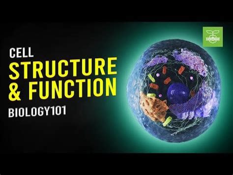 Image result for Structure and Function Biology Examples