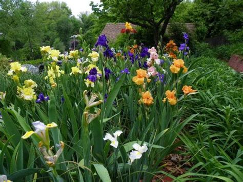 Image result for Iris Form Classification Example