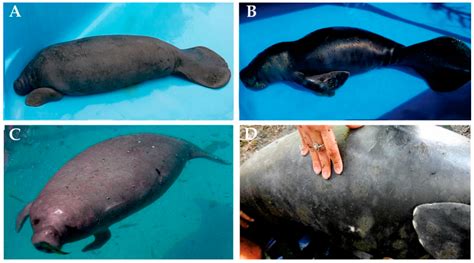 Karyotypical Confirmation of Natural Hybridization between Two Manatee ...