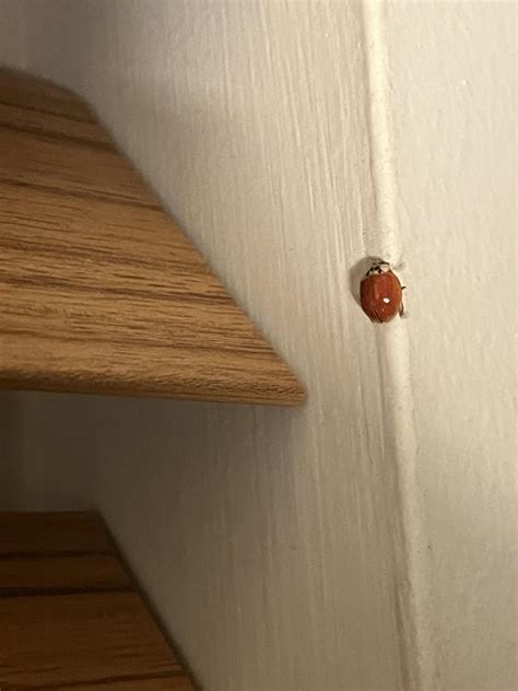 Lady bug without spots? : r/whatsthisbug