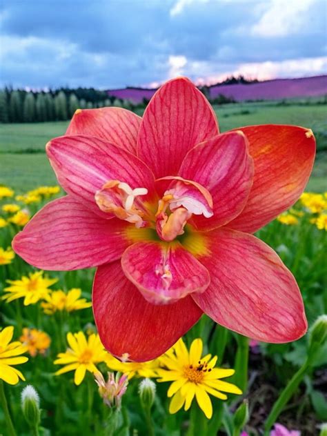 Rain Lily Red Bull – Krishna’s Dream World