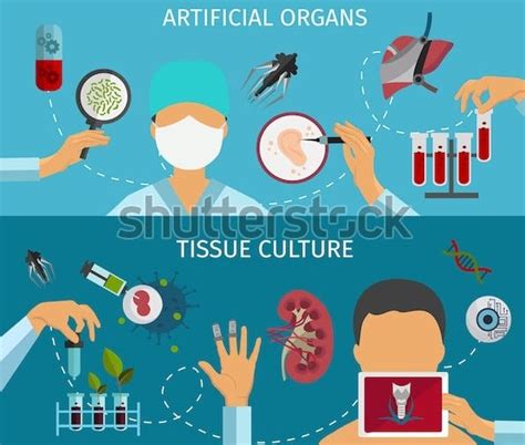 Tissue Engineering Journal 的图像结果