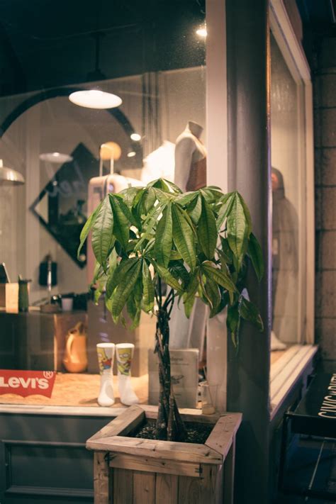 Biljke koje privlače bogatstvo! Drvo novca, zlatna puzavica, kineski ...