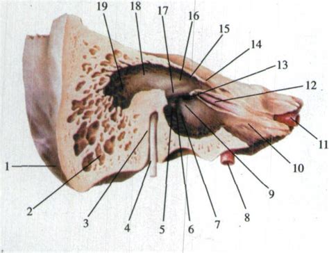 脑血管解剖学习笔记第9期：颞下窝和上颌内动脉 - 脑医汇 - 神外资讯 - 神介资讯