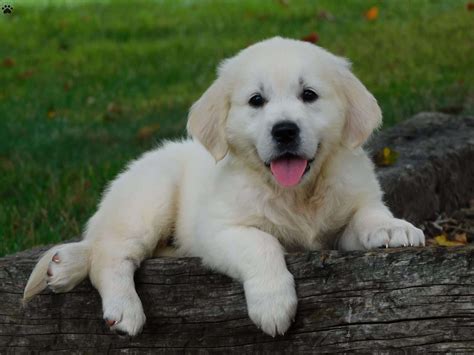 British Golden Retriever Puppy