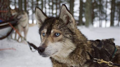 Wallpaper husky, dog, muzzle hd, picture, image