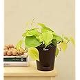 Ugaoo Philodendron Oxycardium Golden Plant with Self Watering Pot ...