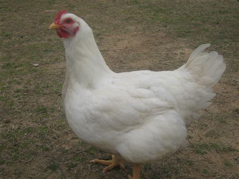 this is Helen, she is a cornish cross broiler hen, I just couldnt kill ...