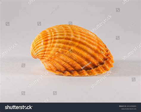 Image result for Orange Shell Gary