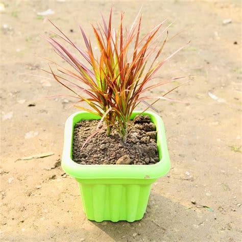 Dracaena Colorama Red in 8 Inch Good Luck Plant Green Heavy Square ...