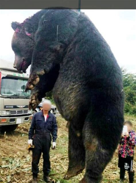 日本巨熊闯入农场被射杀 3米高重达400公斤(图)_新闻频道_中国青年网