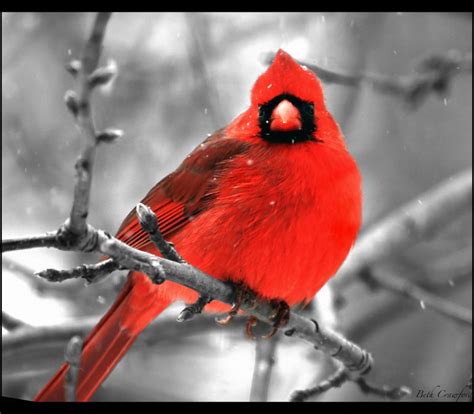 Beautiful Birds Wallpapers and My Photography Snaps of Birds ...