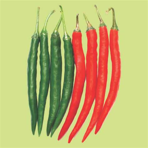 RED SPICE CMS Pepper SEMINIS