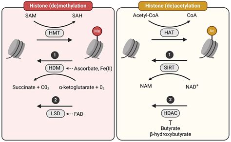 Histone methylation and acetylation: mechanisms and metabolites ...