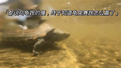 都说乌龟跑得慢，跟随镜头，陆地水下记录全过程-动物视频-搜狐视频