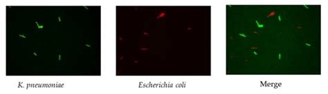Development of Fluorescence In Situ Hybridization as a Rapid, Accurate ...