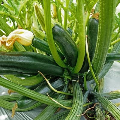 Black Beauty Zucchini Plants, Bulbs & Seeds at Lowes.com