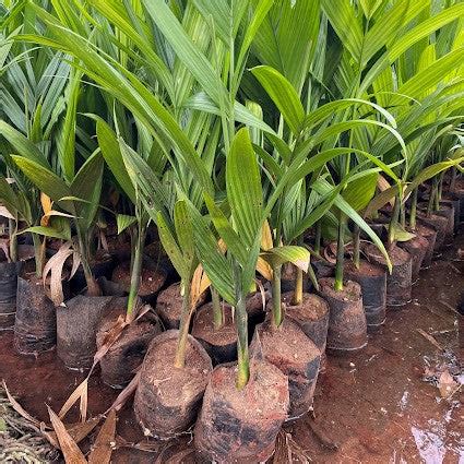 The Complete Guide to Betel Nut Trees and How They Are Harvested for D ...