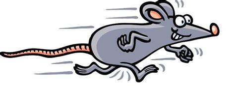 Premier Sports Academy Mouse Races, Duchesne High School, Saint Charles ...