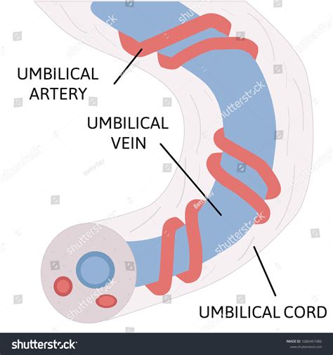 Umbilical Vein