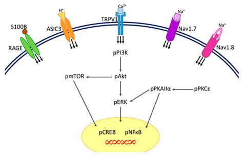 TRPV1 Responses in the Cerebellum Lobules V, VIa and VII Using ...
