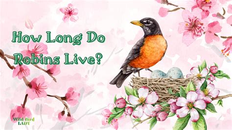 How Long Do Robins Live Uk