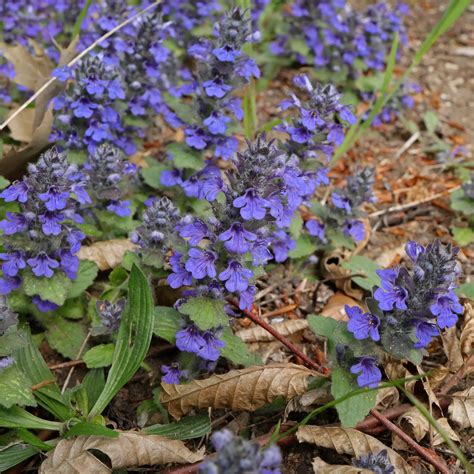 Genfer Günsel (Ajuga genevensis)