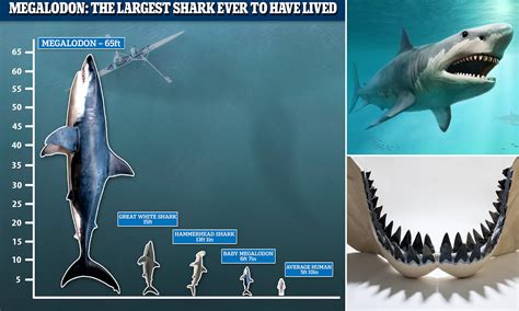 Largest Shark In The World Megalodon