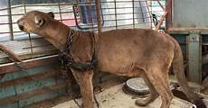 animali in gabbia da circo in gabbia per 20 lunghi anni guarda la sua animali in gabbia da circo in gabbia per 20 lunghi anni guarda la sua
