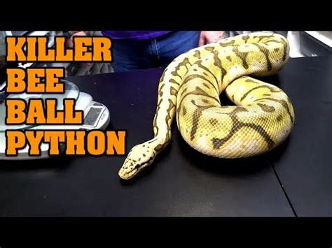 Image result for Killer Bee Axanthic Ball Python