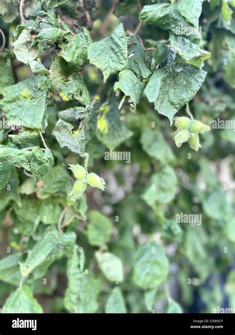 Image result for Hazelnut Hazel Tree
